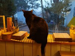 -海边的猫和咖啡馆
