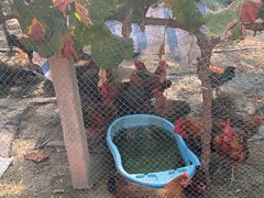 -马陆小张葡萄园农家乐