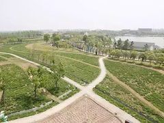 -杭州湾海上花田景区