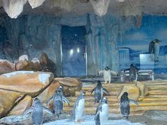 -海合安青岛极地海洋公园