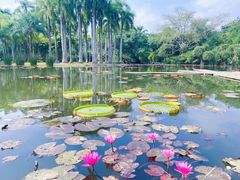 -中国科学院西双版纳热带植物园