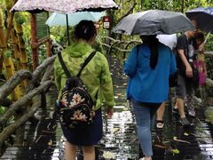 -呀诺达热带雨林