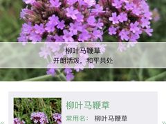 -大塘金香草谷