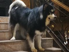 -more than meow吴止猫主题餐厅(承德 中船汇店)