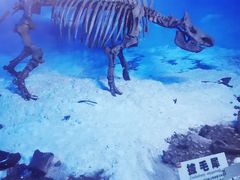 -吉林省自然博物馆