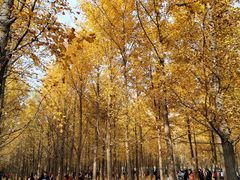 -汉景帝阳陵博物院
