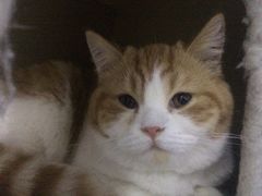 -喵的天空名猫咖啡馆·撸猫·猫舍·用品