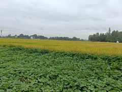 -中国天府农业博览园