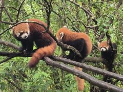 -普洱太阳河森林公园