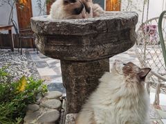 -喵屿·大理花园猫咖