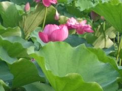 -莲花池公园