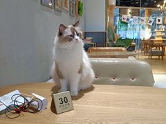 -藏猫猫咖啡主题馆(中央大道店)