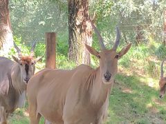 -北京野生动物园