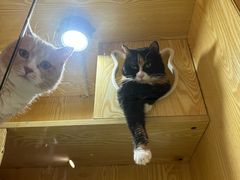 -平行世界·猫咖(首经贸店)