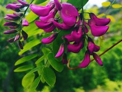 -永定河休闲森林公园