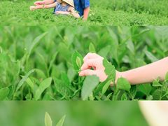 -罗坑大草原