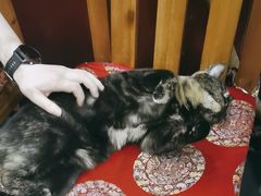 -老北京褡裢火烧·任记