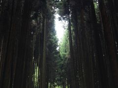-武陵山森林公园