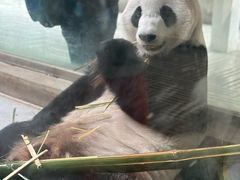 -成都动物园