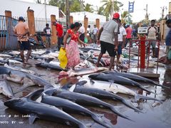 -尼甘布海鲜市场