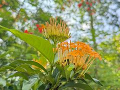 -中国科学院西双版纳热带植物园