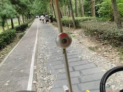 -合肥滨湖国家森林公园