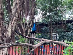 -广州长隆飞鸟乐园