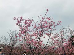 -天适樱花悠乐园