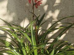 -椰子湾·海南火锅·糟粕醋·椰子鸡(正大广场店)