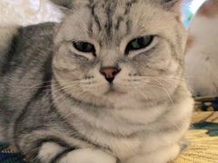 -平行世界·猫咖(首经贸店)