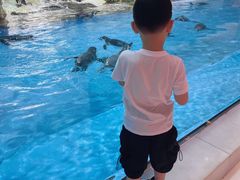 -帝企鹅自助餐厅•儿童岛•真企鹅(长隆企鹅酒店)