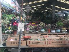 -曲阳花鸟市场(曲阳路店)