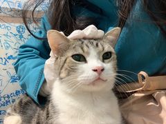 -李小姐の猫咖啡馆(五角场店)