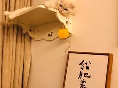 -东方名猫馆·英短金渐层布偶猫舍(环线广场1号楼店)