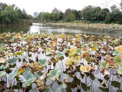 -新江湾城公园