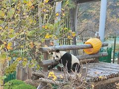 -大连森林动物园