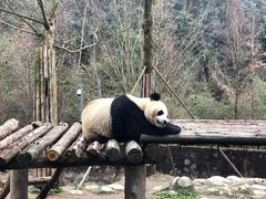 -都江堰中华大熊猫苑