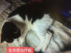 -西安京西宠物医院·瘫痪·疑难杂症