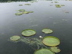 -荷塘月色湿地公园·向阳花洲