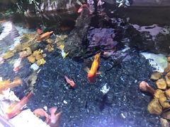 -迪拜水族馆及水下动物园