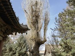 -张掖大佛寺景区