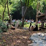大熊猫