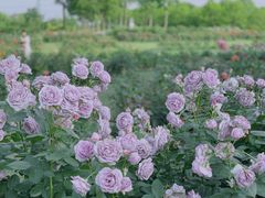 -上海辰山植物园