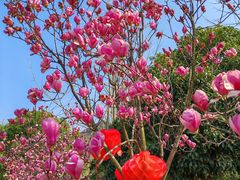 -花溪公园