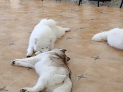 -Let's go狗咖·猫咖·奶狗·桌游(春熙路IFS店)
