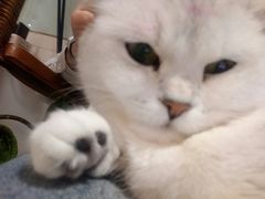 -平行世界·猫咖(首经贸店)