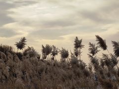 -野鸭湖国家湿地公园