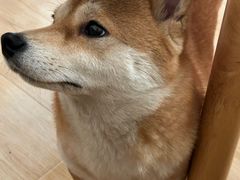 -柴の食堂·日式家庭料理·熊之肆(大学路店)
