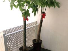-朴境采耳·足道按摩(科学大道旗舰店)