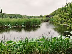 -同里国家湿地公园